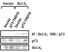 면역침전법을 이용한 p73TAD16 (10-25번 잔기) 펩타이드 와 Bcl-XL 단백질 간의 결합 검증.