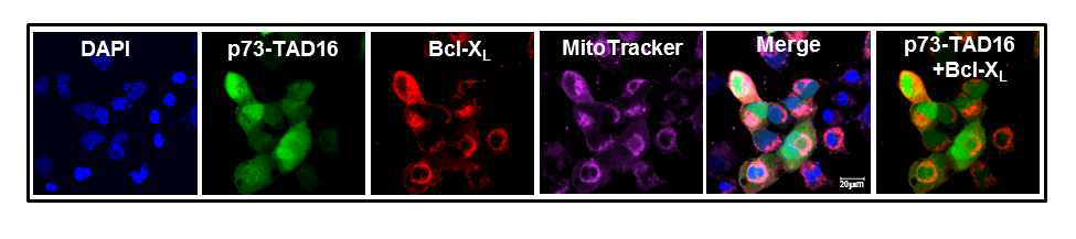 p73TAD16 (10-25번 잔기) 펩타이드와 Bcl-XL 단백질의 colocalization. H1299 세포에 GFP-p73TAD(10-25) 와 Flag-Bcl-XL 를 transfection 시킨 후 24 시간 후 Bcl-XL 을 anti-Flag antibody 이용한 immunofluorescence 통해 확인.