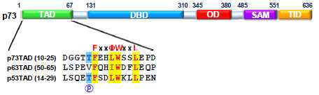 FxxΦWxxL 서열 모티프를 갖는 p73TAD(10-25), p63TAD(50-65), p53TAD(14-29) 펩타이드들의 서열 정보