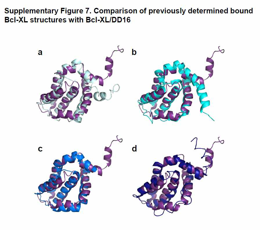 Bak 을 포함하는 세포사멸 촉진 BH3 펩타이드 결합상태 Bcl-XL 단백질과 p73TAD(10-25) 펩타이드 결합상태 Bcl-XL 단백질의 구조 비 교.