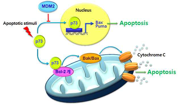 본 연구에서 규명된 p73 의 암세포 사멸 이중경로의 분자 기전
