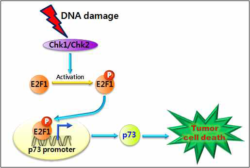 DNA 손상에 의한 p73 의 암세포 사멸 유도