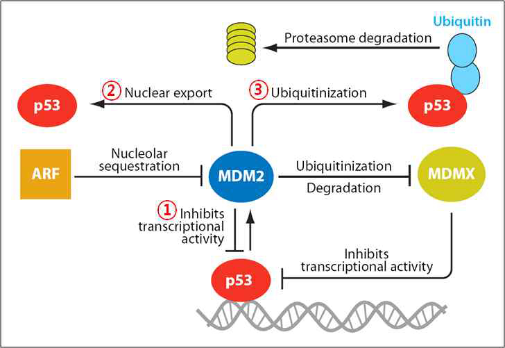MDM2 단백질에 의한 p53 기능의 저해