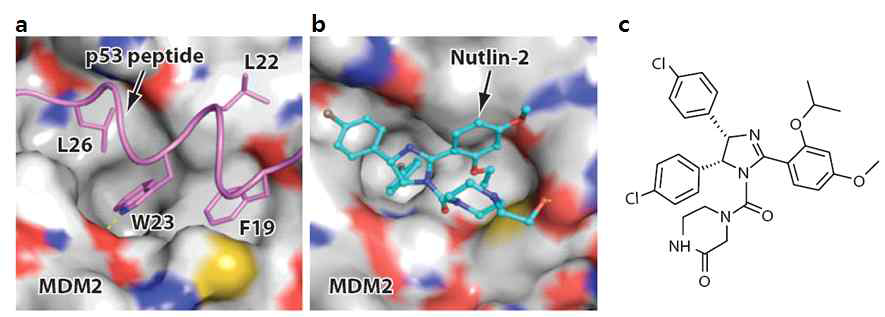MDM2-p53 TAD (a) 및 MDM2-Nutlin (b) 복합체의 삼차구조 [Shangary & Wang, 2009 Annu. Rev. Pharmacol. Toxicol. 49, 223-241].