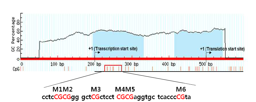 CDH13 유전자의 promoter 내 CpG islannd 와 pyrosequence을 진행한 CpG 밀집지역