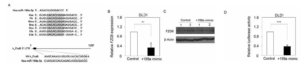 대장암 cell line에서의 miR-199a-5p와 FZD6의 상호 작용