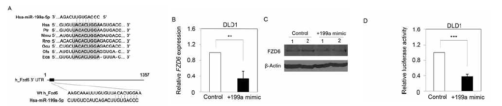 대장암 cell line에서의 miR-199a-5p와 FZD6의 상호 작용