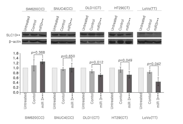 rs**** allele에 따른 has-miR**** 처리 후 SLC**** protein expression levels
