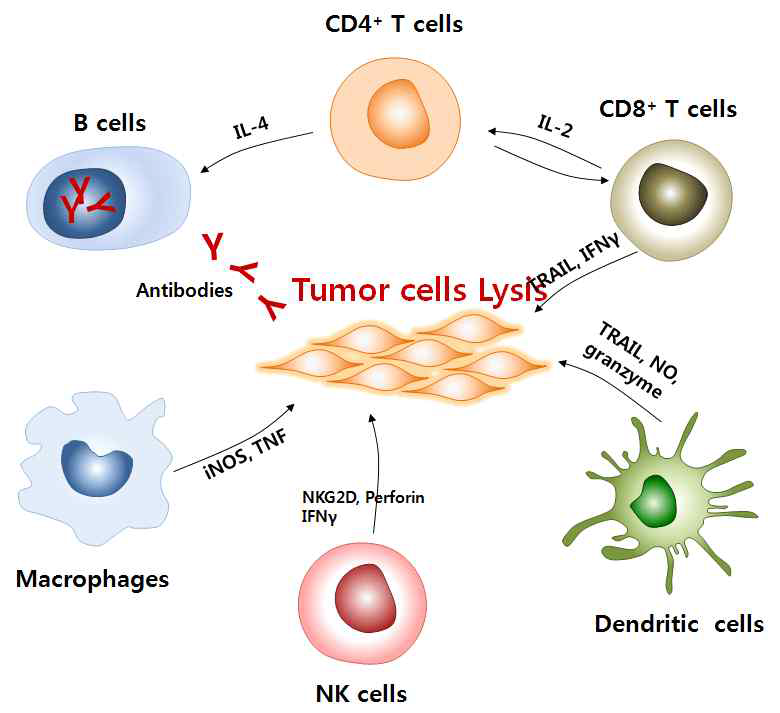 종양 면역에 있어서 다양한 면역세포의 역할