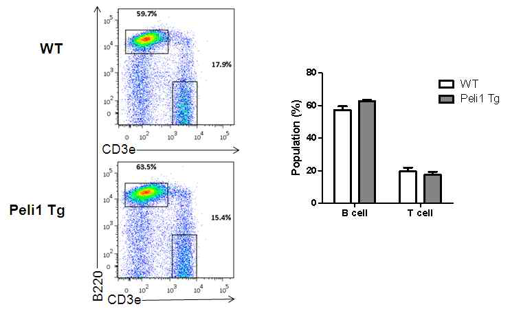 Pellino1 과발현에 따른 T세포/B세포의 비율 변화 관찰