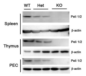 Macrophage에서 Pellino1 단백질의 발현 확인