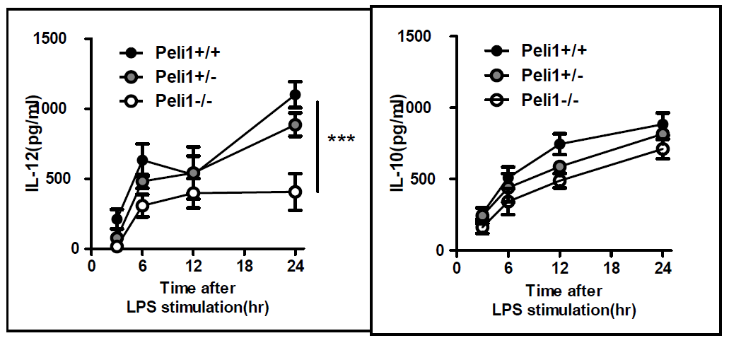 M1 대식세포의 IL-12 분비와 Pellino1 유전자와의 연관성(좌)과 M2 대식세포의 IL-10 분비와 Pellino1 유전자와의 연관성(우)