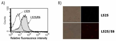 유산균 표면발현 확인. (A) Flow cytometry, (B) Immunofluorescence microscopy