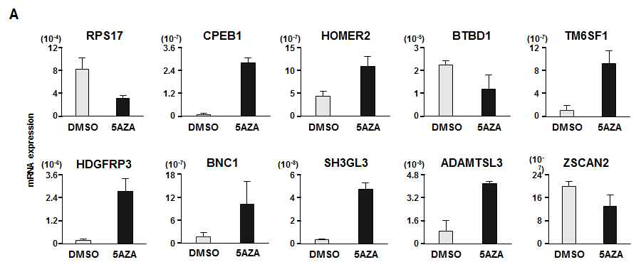 SNU 601에 DNA demethylatiing agent (5-aza-CdR) 처리 이후 유전자 재활성을 확인