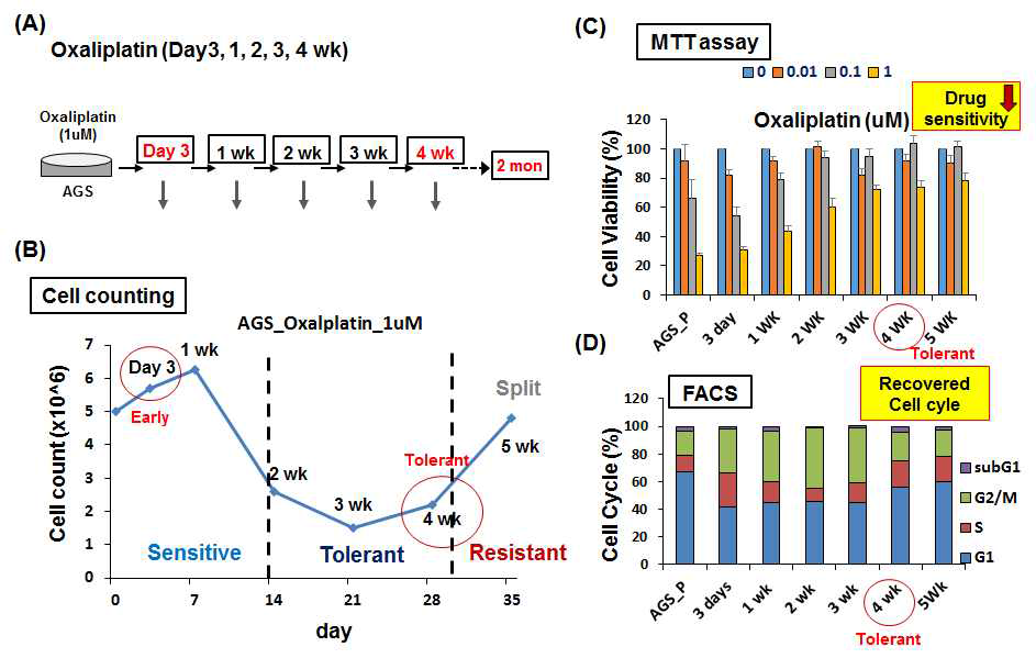 위암세포주 AGS에 Oxaliplatin 처리 기간에 따른 감수성 및 세포 주기 변화 관찰.