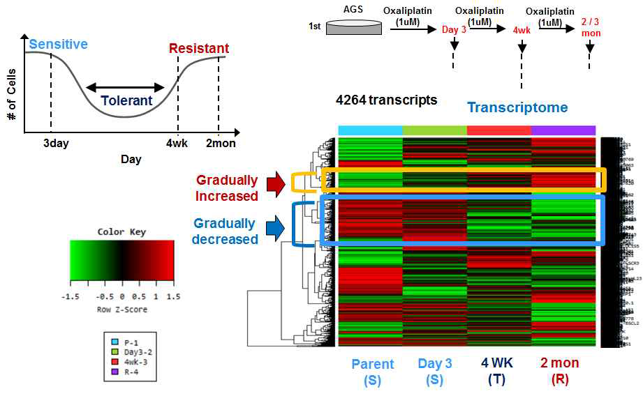 Oxaliplatin 감수성 변화에 따른 gene expression 패턴 변화 관찰.