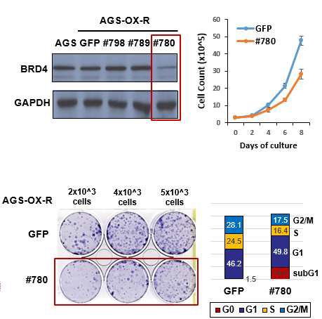 CRISPR system을 이용한 BRD4 발현 저해에 따른 AGS-OX-R 세포성장 저해 및 세포 사멸 관찰.