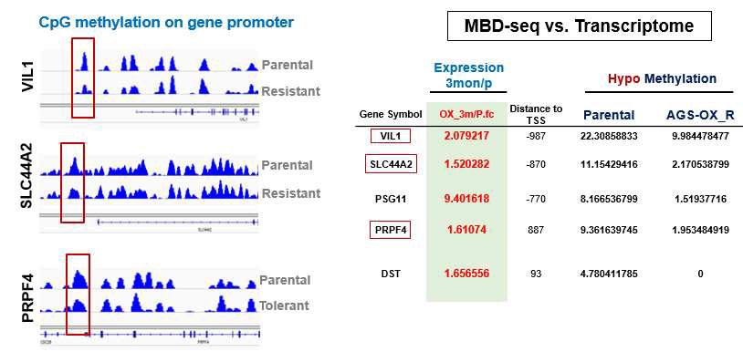 AGS-parental과 AGS-OX-R세포에서 보이는 DNA methylation 변화 확인.