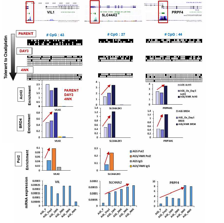 Oxaliplatin 저항성을 획득함에 따라 유전자의 DNA demethylation과 BRD4 binding 증가, active한 transcriptional activity 관찰.