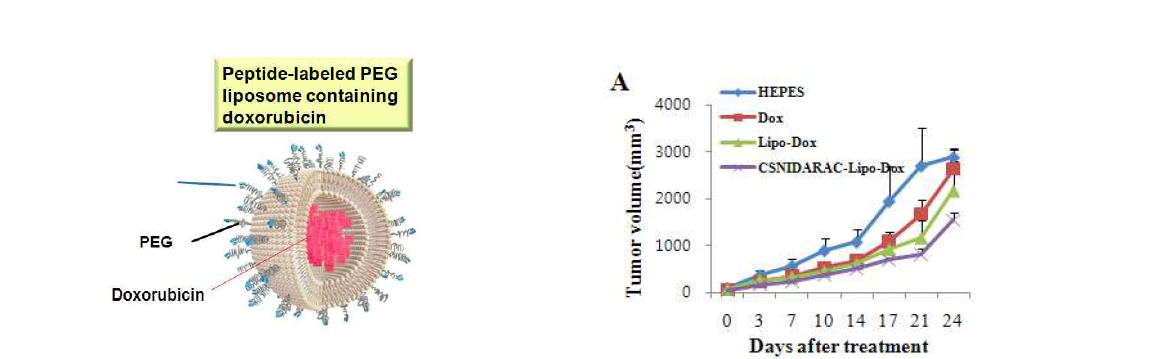 LT-1 펩타이드 표지 리포소말 독소루비신을 이용한 폐암 표적치료