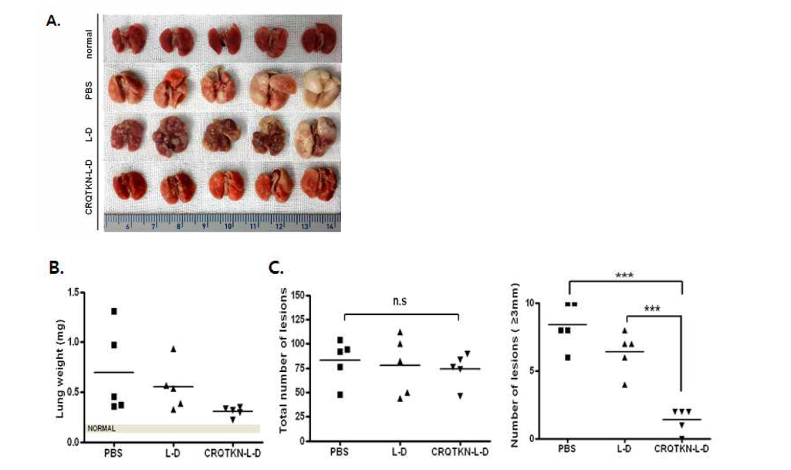 K-ras 폐암 특이적 펩타이드를 결합한 nanoparticle을 이용한 표적치료 효과 검증