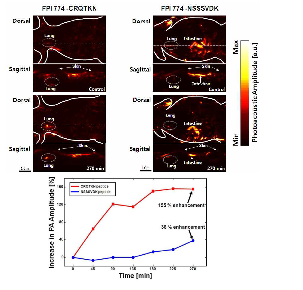 K-ras 폐암 특이적 펩타이드를 이용한 photoacoustic tomography 생체 분자영상