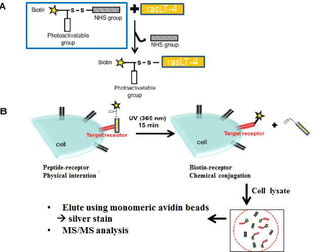 Identification of candidate receptor for rasLT-4 peptide