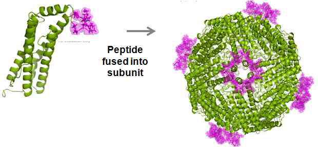 펩타이드 표지된 페리틴 나노케이지의 어셈블리 과정 및 구조