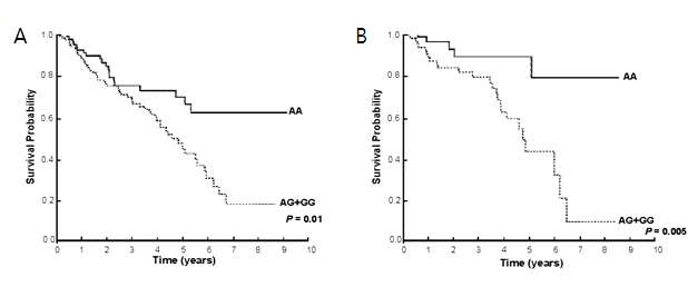 Kaplan-Meier plot of overall survival by the FAS-670A>G genotypes