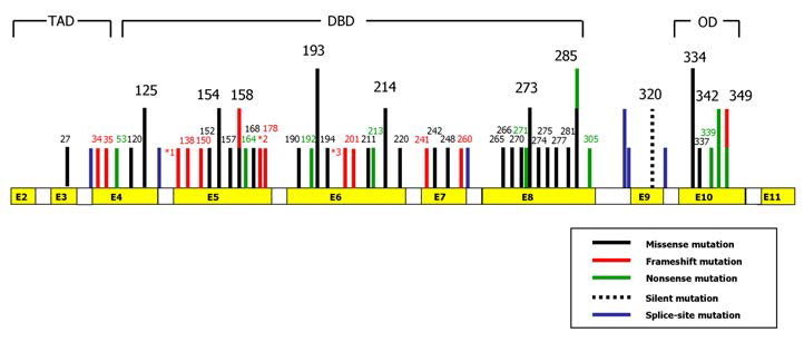 Overview of TP53 mutations