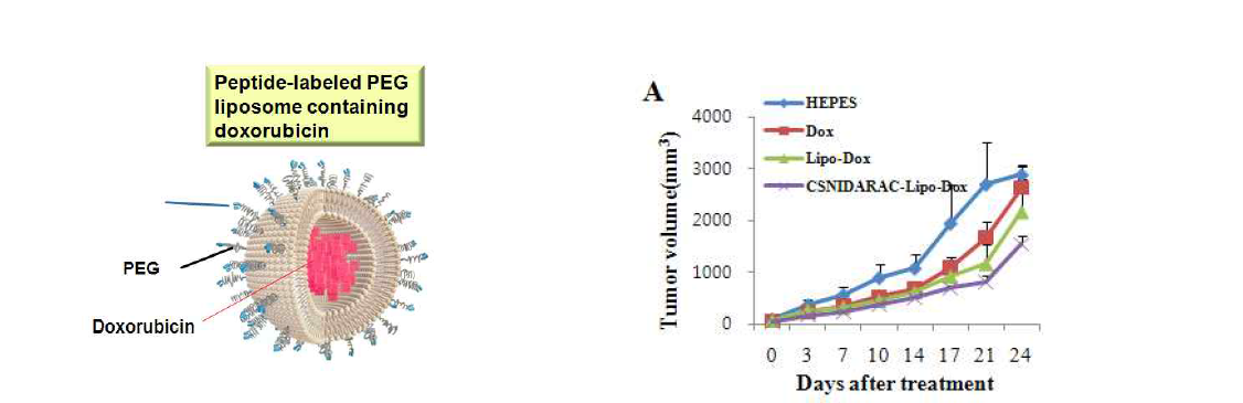 LT-1 펩타이드 표지 리포소말 독소루비신을 이용한 폐암 표적치료