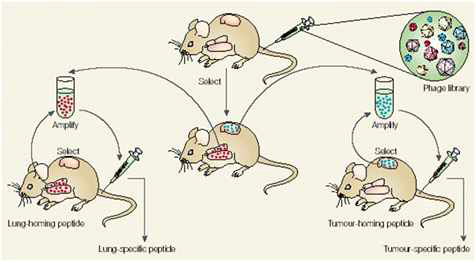 In vivo 파지 디스플레이