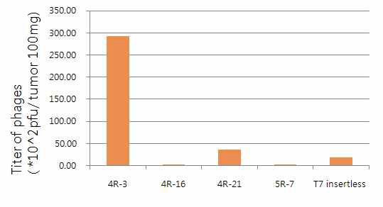 파지 클론 4 종의 생체 폐암 표적능 평가