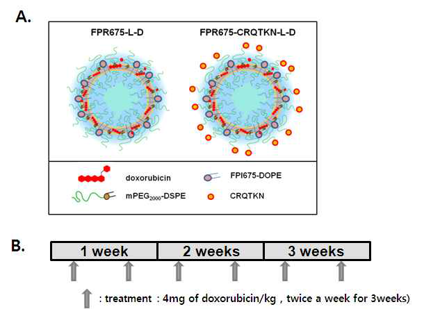 K-ras 폐암 특이적 펩타이드와 liposomal doxorubicin을 결합한 nanoparticle의 제작