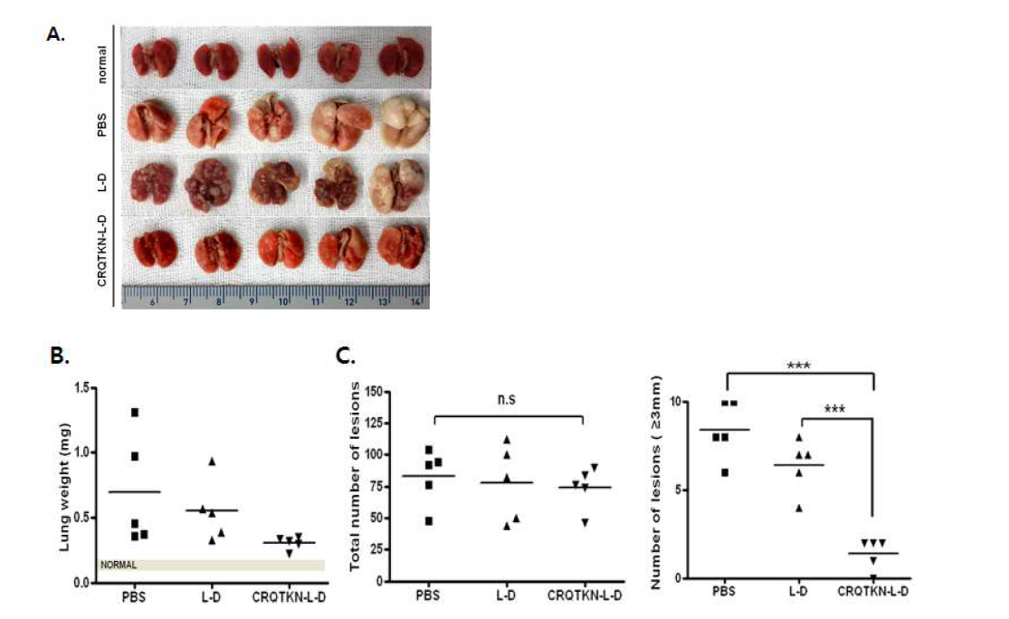 K-ras 폐암 특이적 펩타이드를 결합한 nanoparticle을 이용한 표적치료 효과 검증