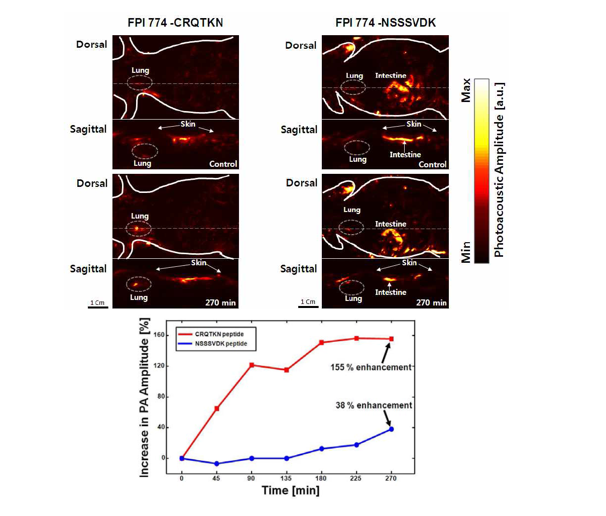 K-ras 폐암 특이적 펩타이드를 이용한 photoacoustic tomography 생체 분자영상