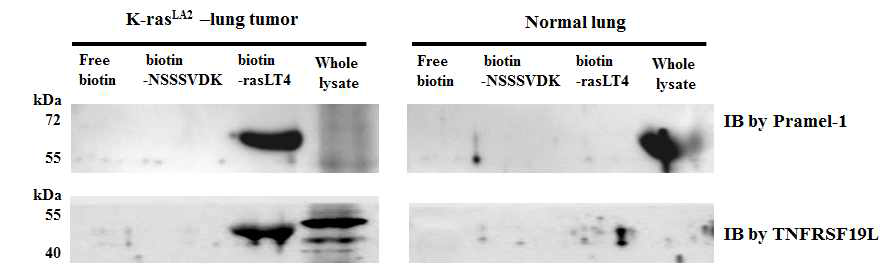 Identification of candidate receptor for rasLT-4 peptide : pull down assay