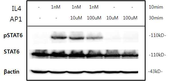 IL-4R 표적 펩타이드 의한 IL-4 유도 STAT6 인산화 억제