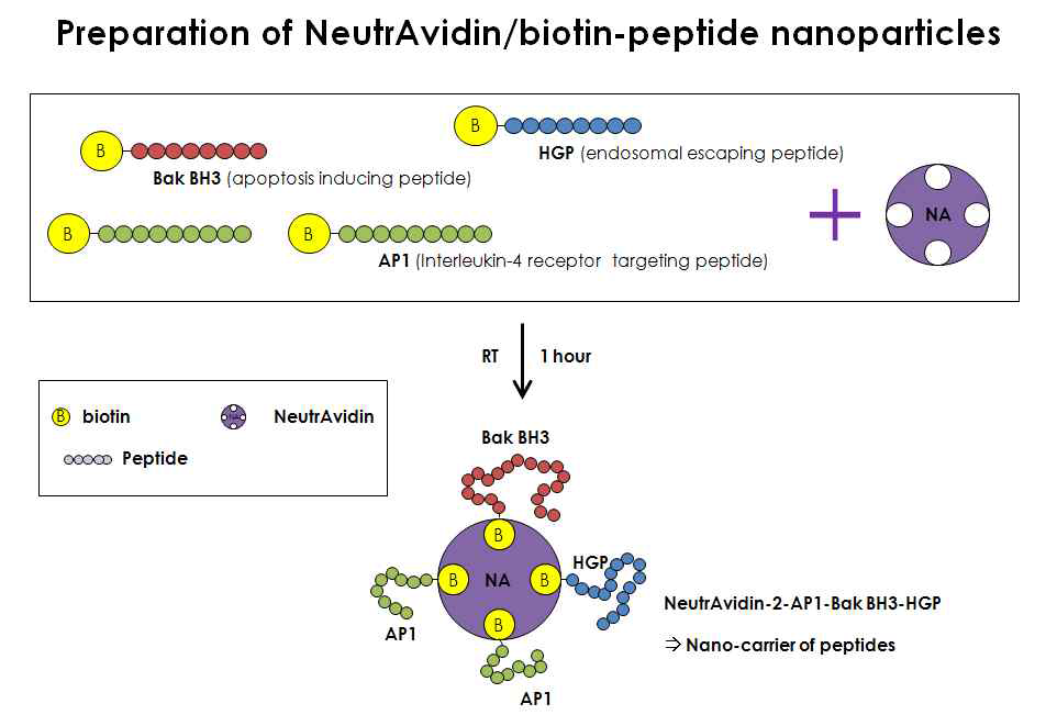 NA/Biotin-펩타이드 콤플렉스 제조 도안