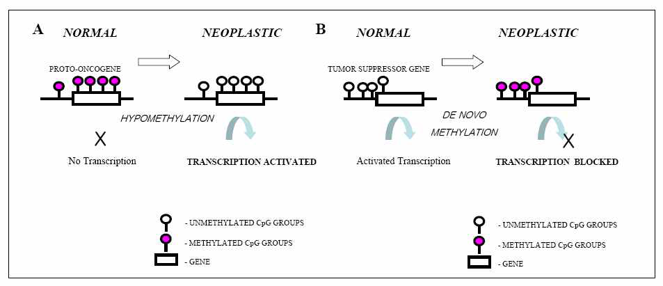 Mechanism of carcinogenesis by methylation