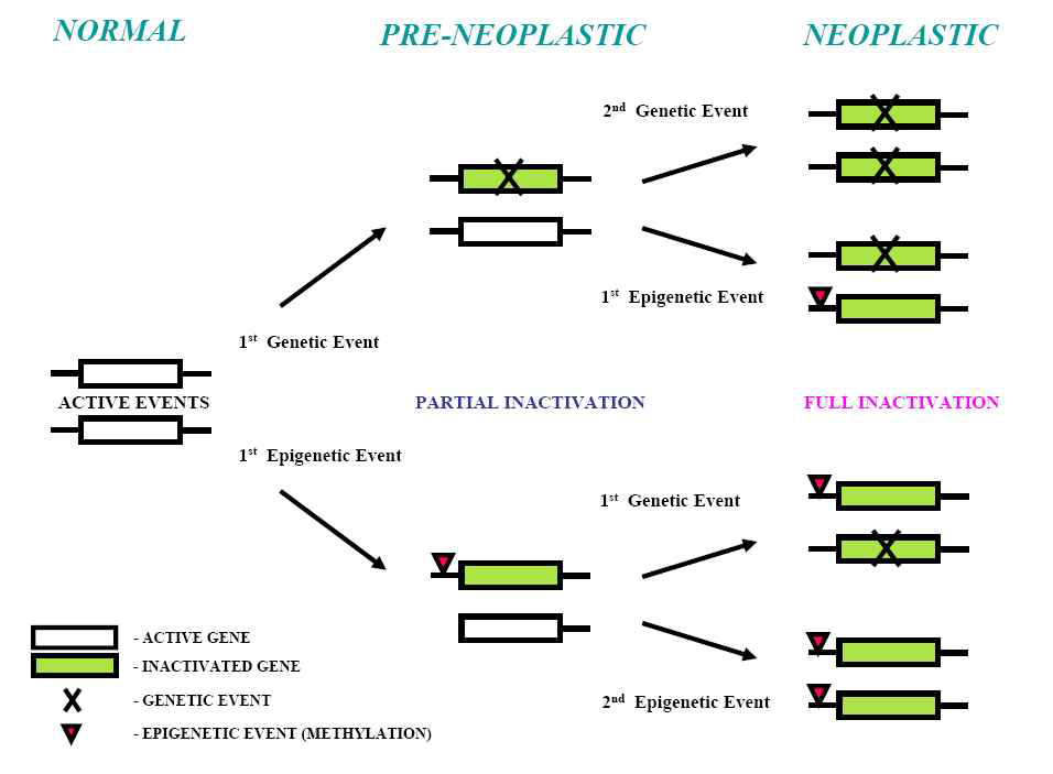 Multistep carcinogenesis induced by genetic and epigenetic events