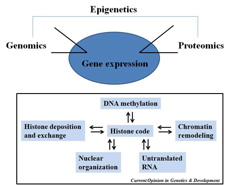 Epigenetics-missing piece in gene expression