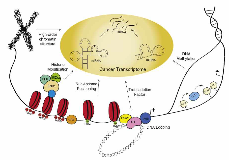 Global depiction of epigenetic alterations during oncogenesis