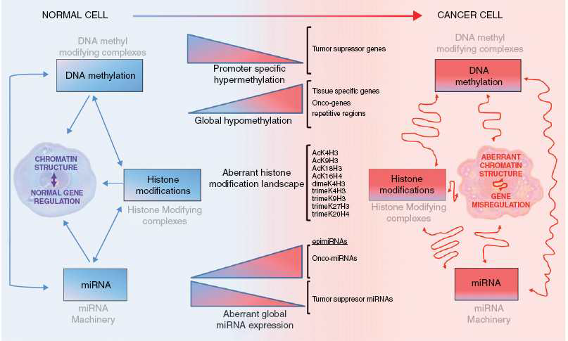 The implication of epigenetic silencing in the hallmarks of cancer