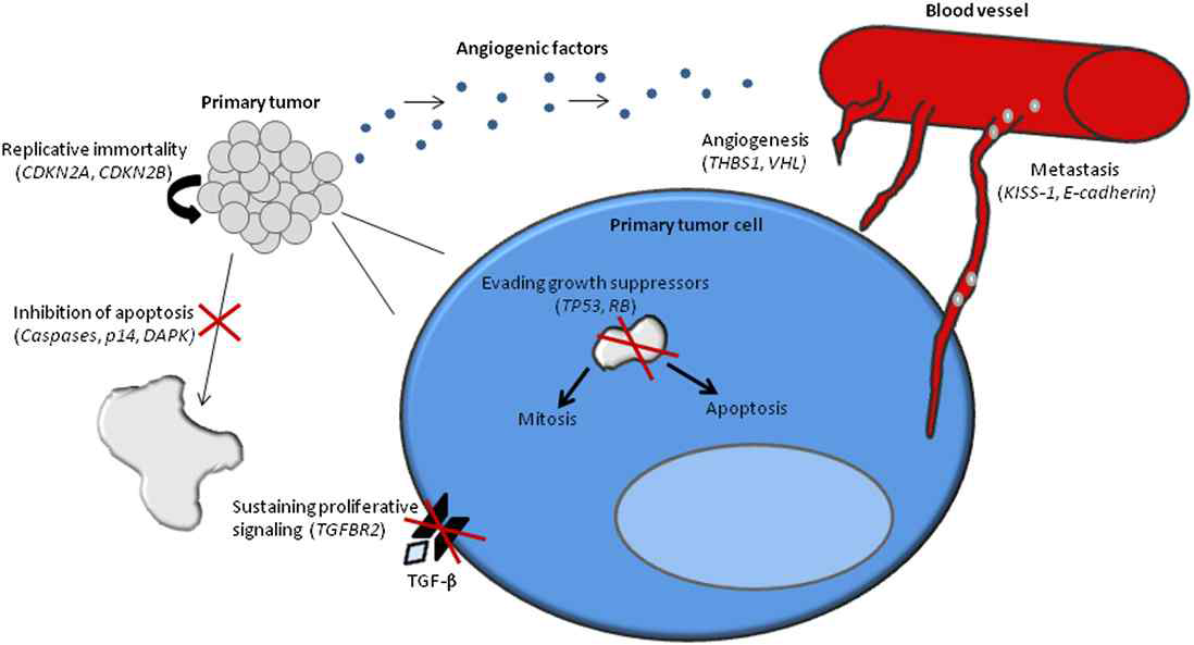 Integrative genomic analysis of gastric cancer