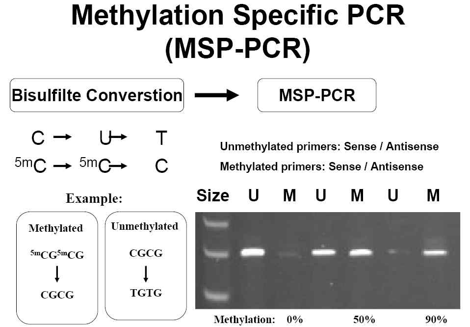 Sodium bisulfite modification and MSP-PCR