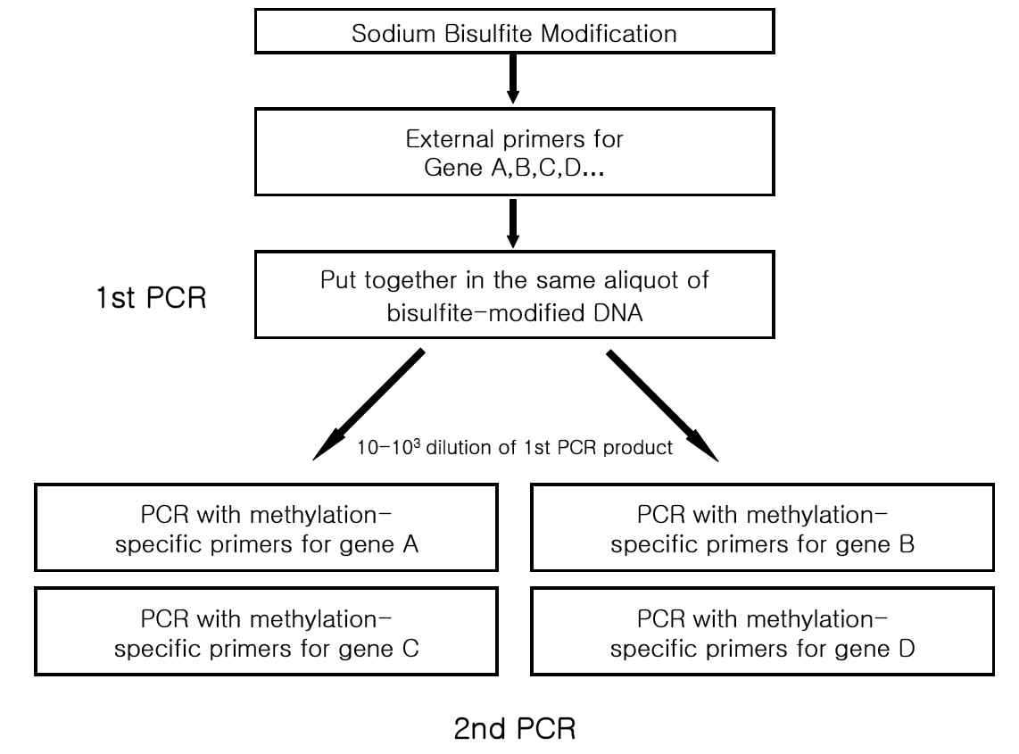 Sodium bisulfite modification of DNA and multiplex MSP