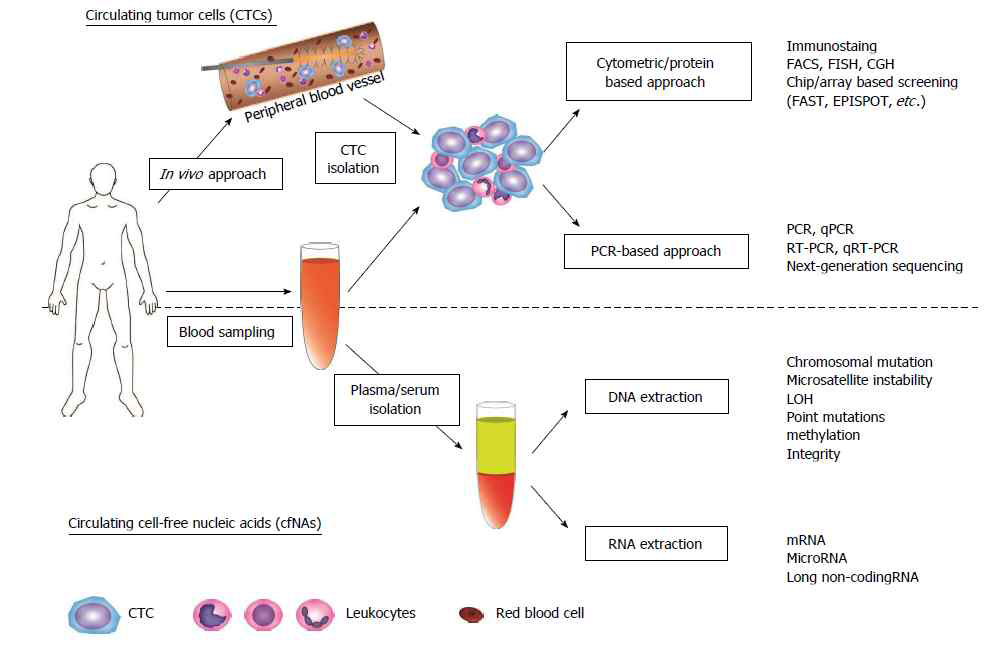 Flow chart of current and potential applications of circulating tumor cell cell-free nucleic acids technologies