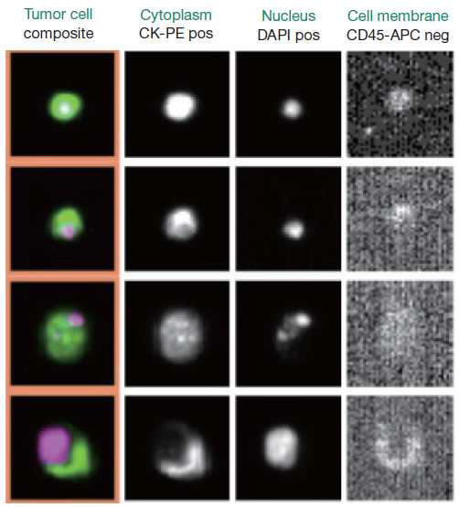 Computer-generated reconstruction of CTC images by semi-automated fluorescence-based microscopy system