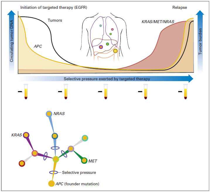 Detection of tumor-specific DNA mutations in the blood of patients to monitor response and relapse with targeted therapies